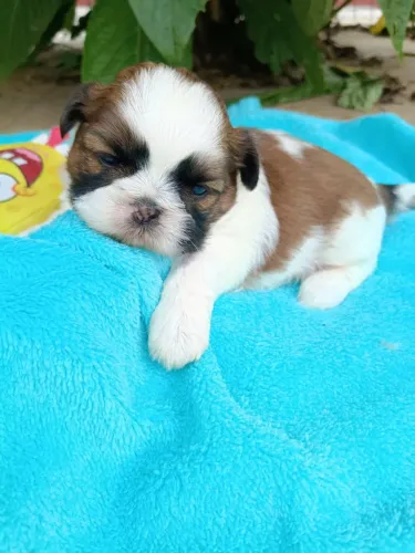 Shih Tzu macho com pedigree, em 10x no cartão.