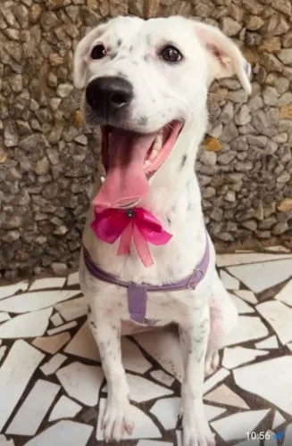Doa- se uma cadela