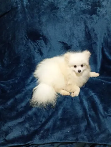 Spitz alemão macho com 7 mês branco com todas as vacinas super peludo