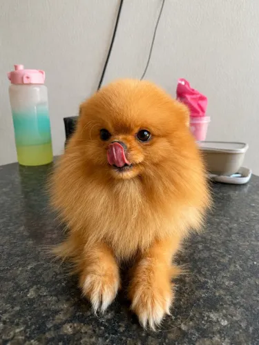 Spitz alemão para cobertura