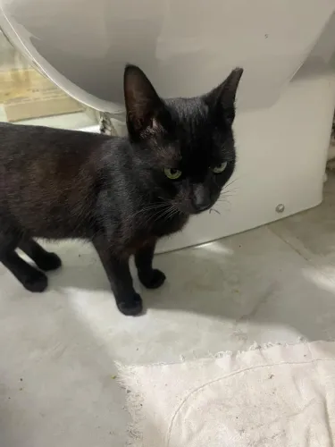 Gato macho