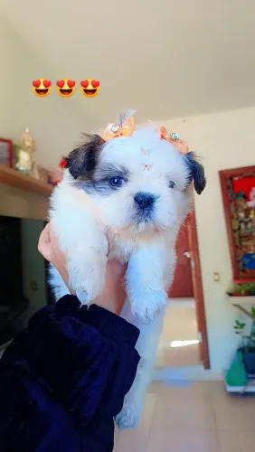 FEMEA MINI SHIH TZU pronta entrega 
