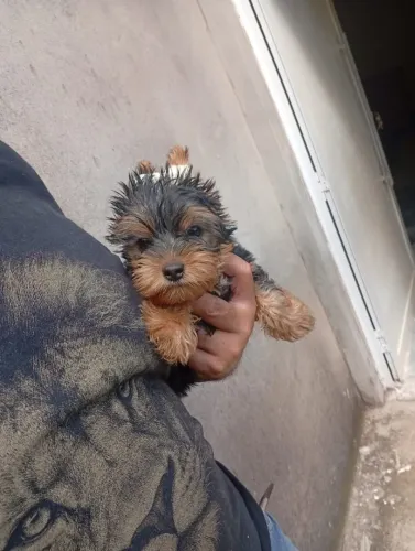 Yorkshire Terrier Filhote Saudável