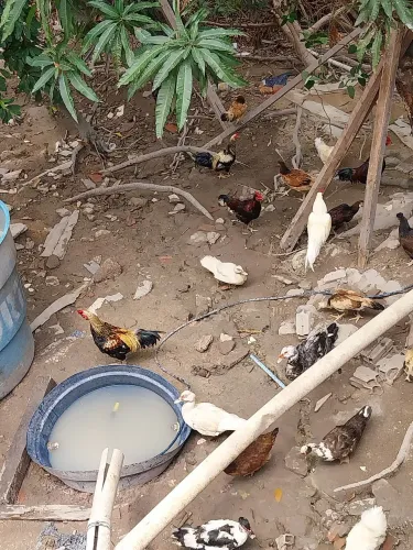 Vende-se galo de várias cores