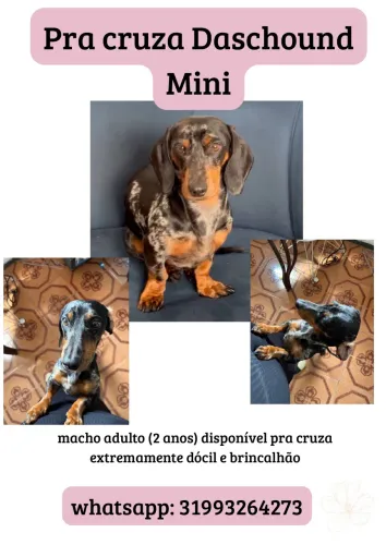 Salsicha/ Cofap / Daschound macho pra cruza 