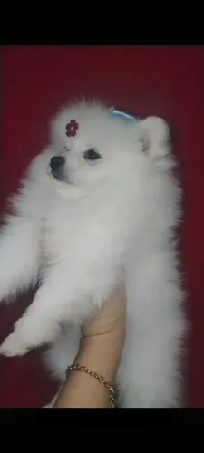 Lulu da pomerania fêmea