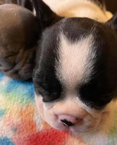 Bulldog frances muito charmoso