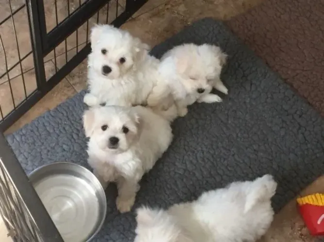 Filhotes De Maltês - Nada Se Compara A Um Amor Sincero De Um Cachorro
