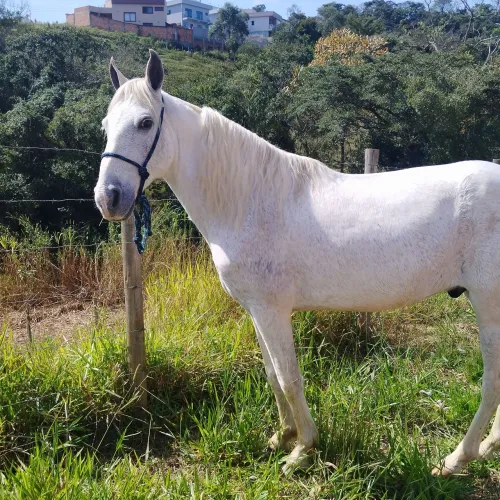 Cavalo