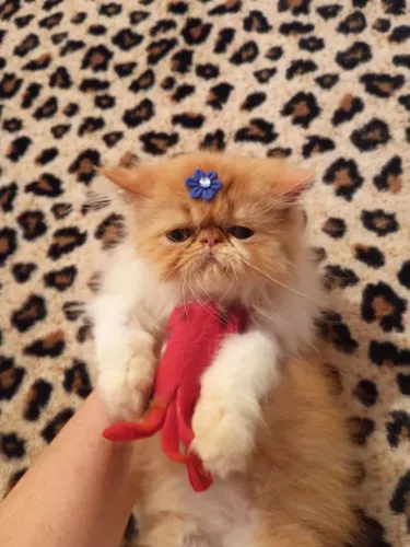 Gato persa prontos e vacinados