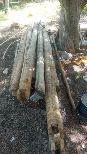 Vendas de 12 eucaliptos tratados