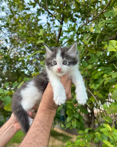 MAINE COON MACHO GATO GIGANTE