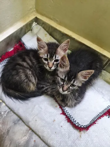 Gatos para Doação 