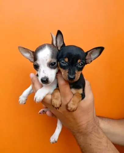Pinscher 