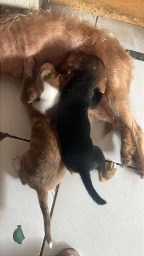 Estou doando filhotes de vira lata, ambos com 4meses