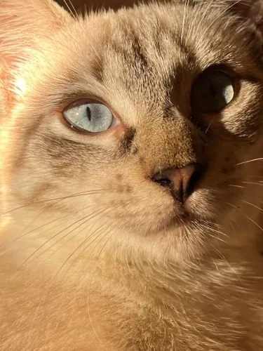 doação de gato macho