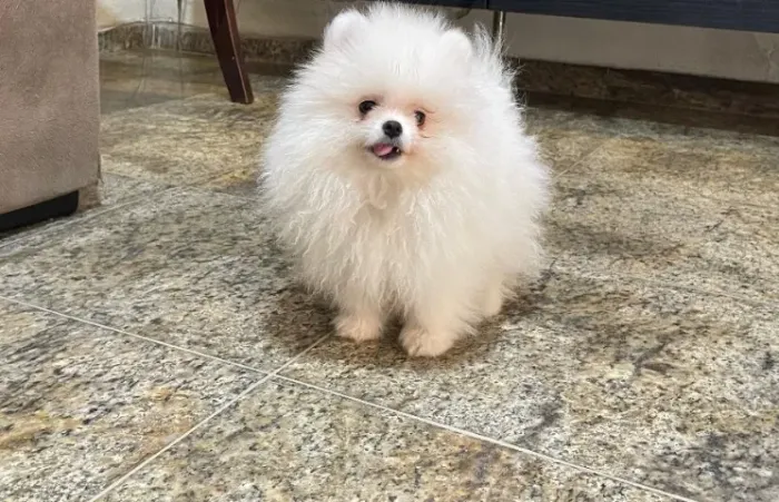 Spitz Alemao Legitimo Padrao Ursinho Pelagem Abundante
