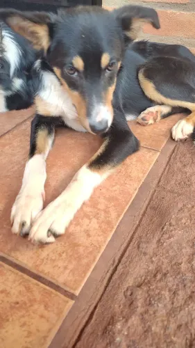 Filhotes de Border Collie - A doação exclusivamente.