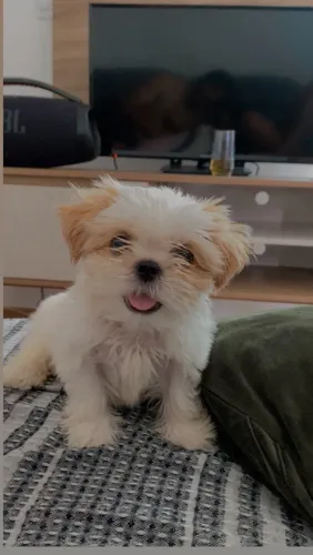Cachorro Shitzu 