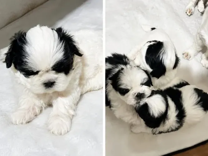 FILHOTE RAÇA SHIH TZU PURO