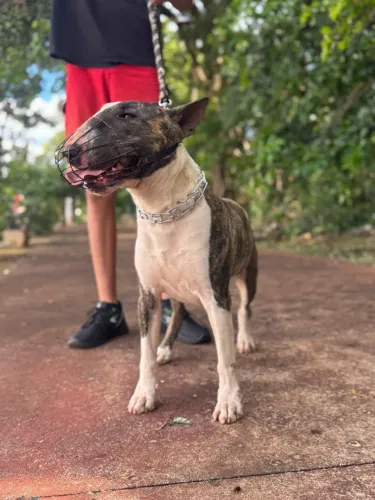 Filhotes Bullterrier inglês