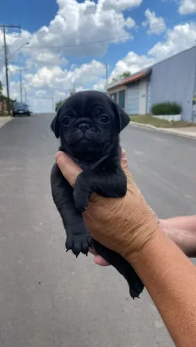 Filhote pug, Seus dias ficarão mais coloridos com um novo amiguinho peludo!