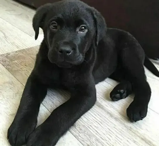 Labrador ! Puro encanto !!