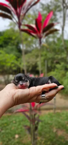 Chihuahua Macho Black'n Tan Miudinho