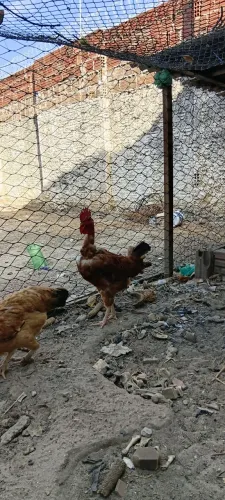 Frango pescoço pelado