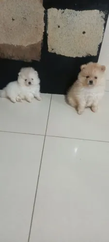 Lulu da Pomerânia