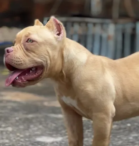 American Bully Macho 