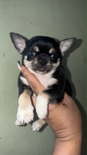 Chihuahua black tan cabeça de maçã 
