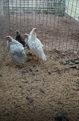 Mini Garnizes
