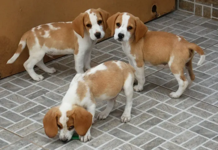 Beagle machinho bicolor três doses da vacina importada