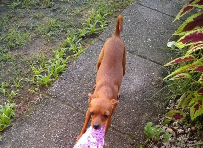 Pincher 