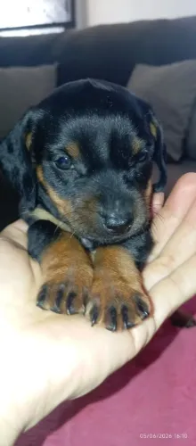 Dachshund(cofap salsicha filhote)