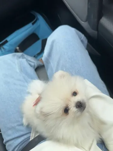 Lulu da Pomerânia 