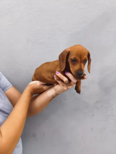 Dachshund: Conheça a Ninhada e Escolha com Tranquilidade