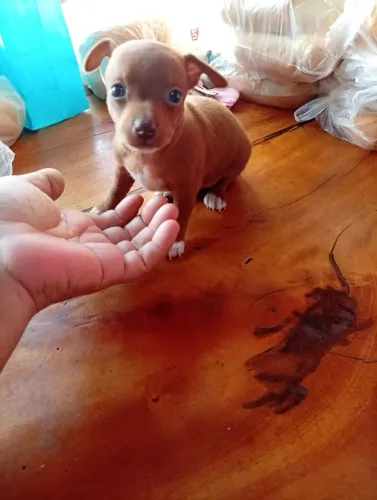 Pinscher 1 
