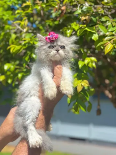 Gato Persa lindos filhotinhos com padrão refinado
