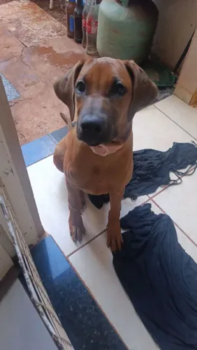 Vendo Filhote de cachorro de 5 meses da raça Rhodesian