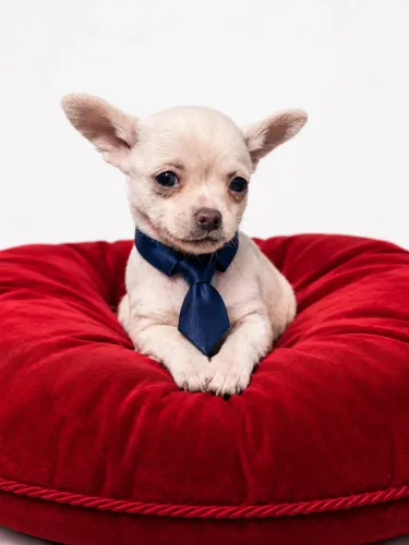 Chihuahua perfeito vacinado já pré adestrado