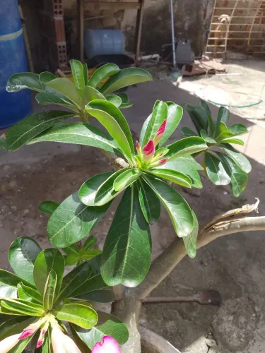 Flor do deserto