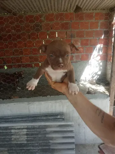 Filhote do mês de 13 dias pai American Bully mãe pit bull terrier
