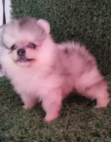 Vendo Lulu da Pomerânia anão baby top