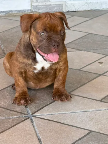 Filhotes American Bully