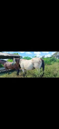 Égua quarto de milha