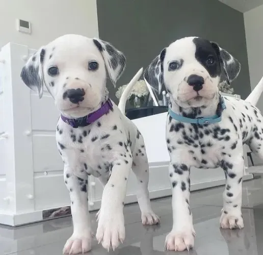 Dalmata Filhotes