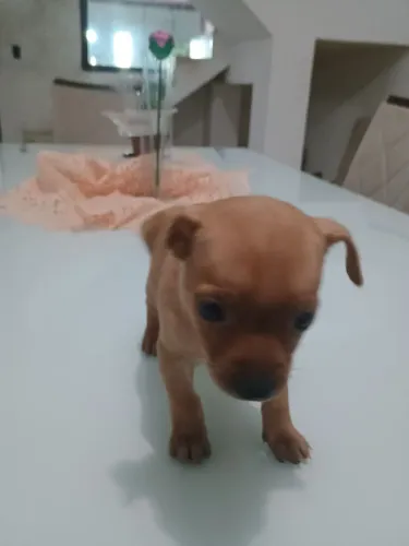 Anúncio venda de um pinscher