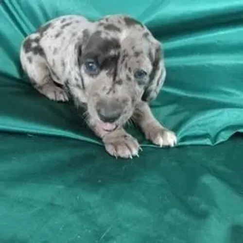 Dachshund,Dachshund Filhote Saudável com Perfil Carinhoso e Ótima Companhia